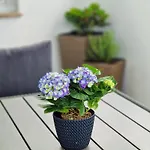 Appartement Jasna *